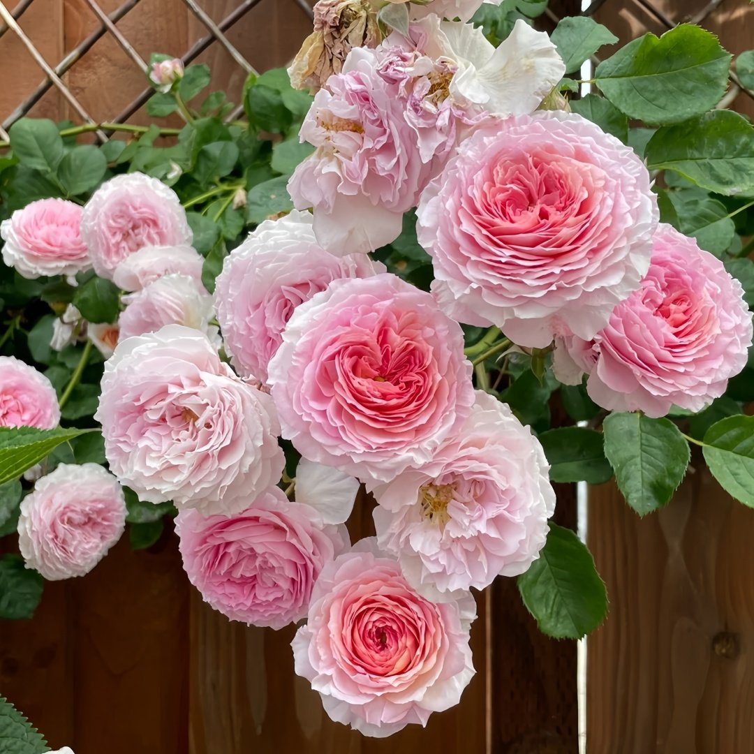 James Galway Rose Plant｜詹姆斯高威 image 4