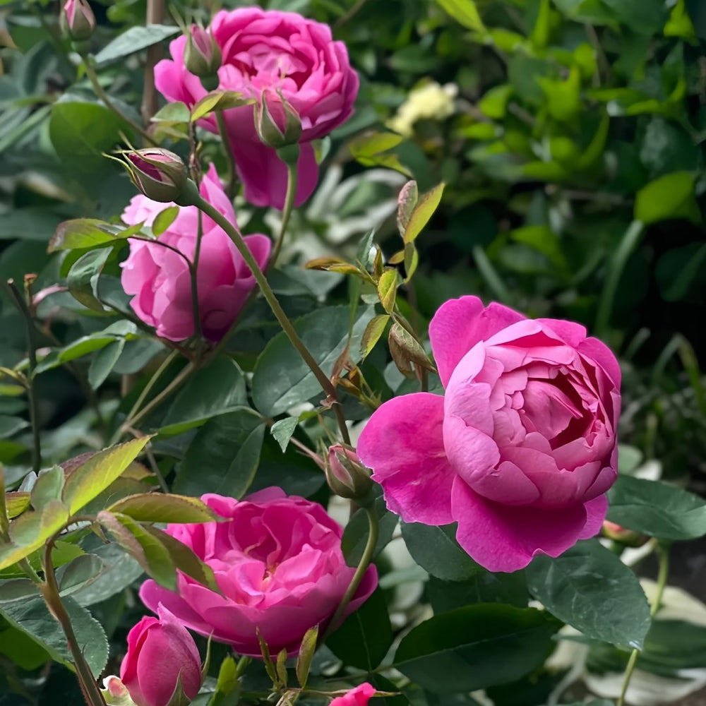 Royal Jubilee Rose Plant| 皇家庆典 image 6