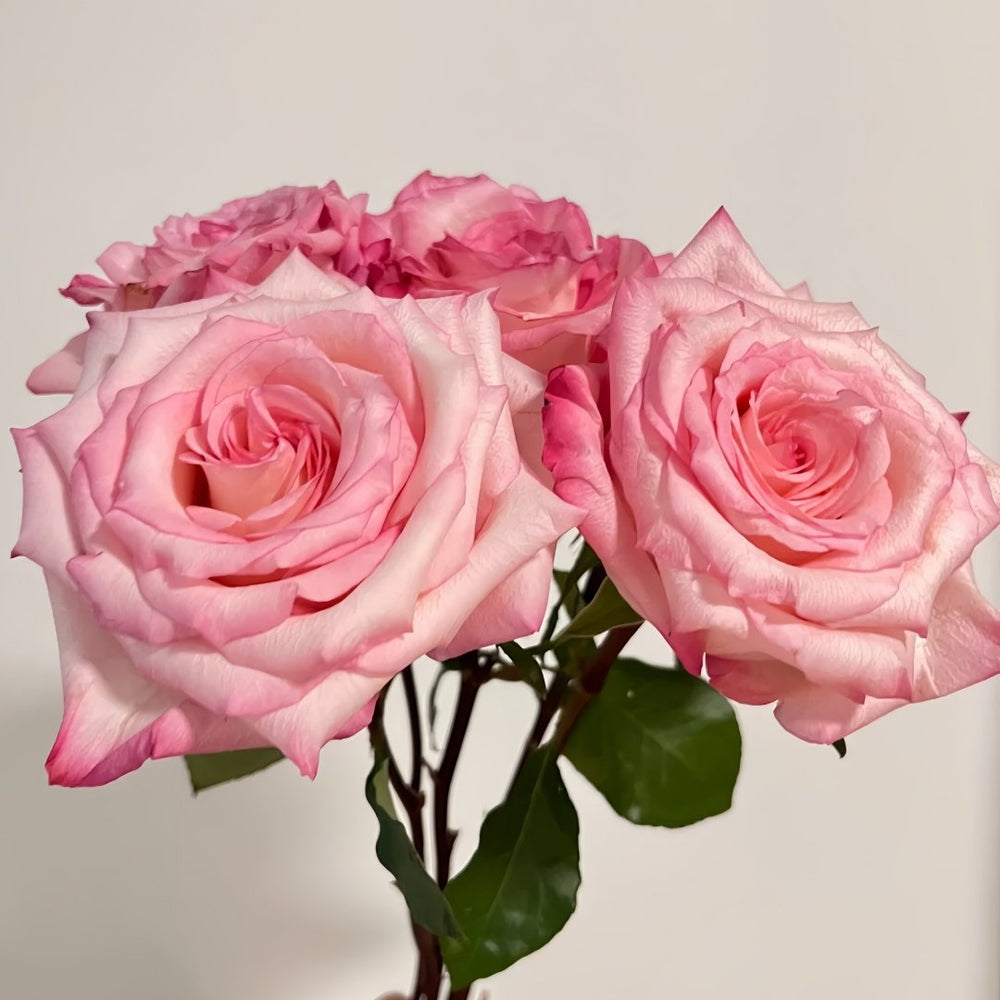 Wu Mei Niang Rose Plant｜武媚娘 image 6