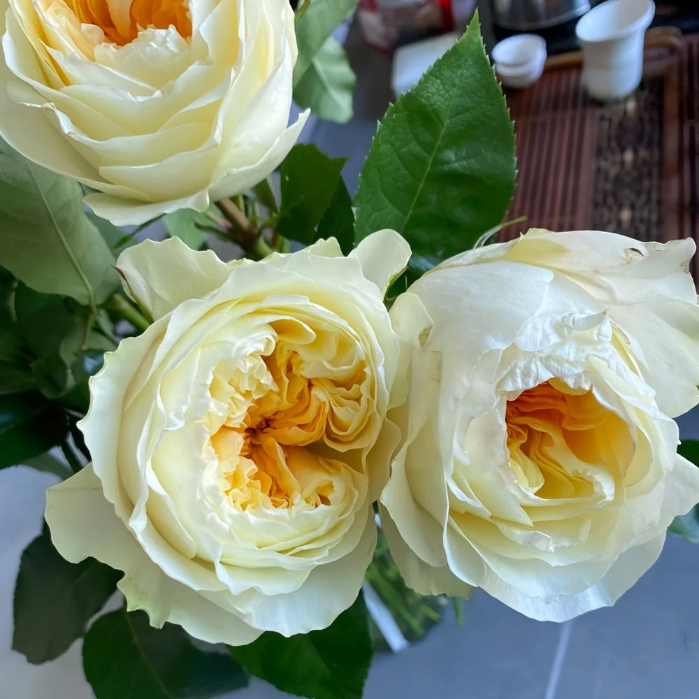 Antonia Garden Rose Plant | 安东尼亚花园 image 6