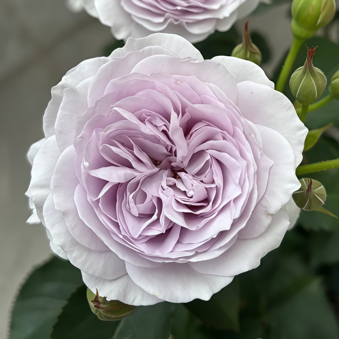 Qise rose plant｜霁色 image 0