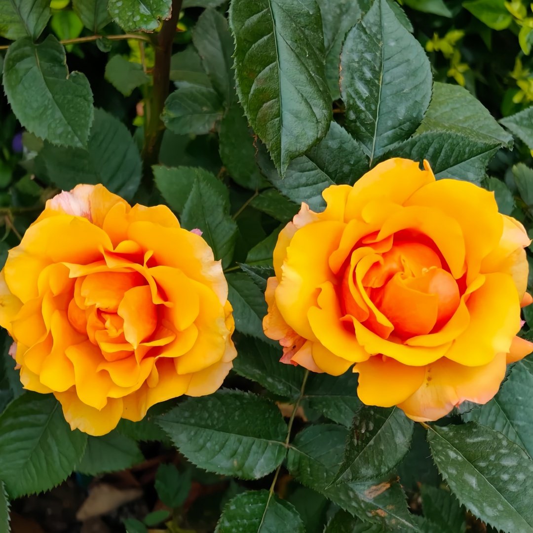 El Paso Forever Rose Plant｜永远的艾帕索 image 7
