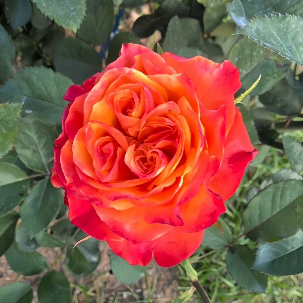 Acapulco Rose Plant｜阿卡普尔科 image 1