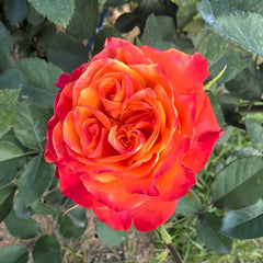 Acapulco Rose Plant｜阿卡普尔科 image 1