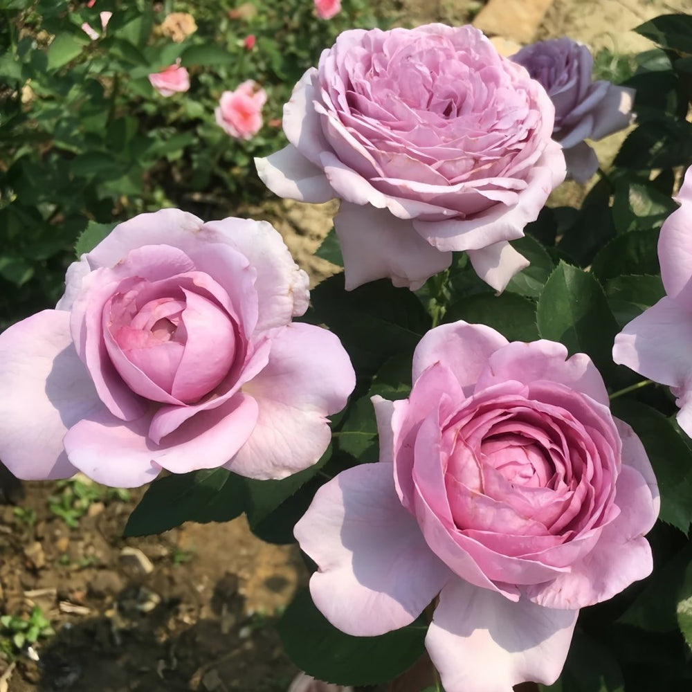 Shinoburedo Rose Plant|蓝色风暴 image 4