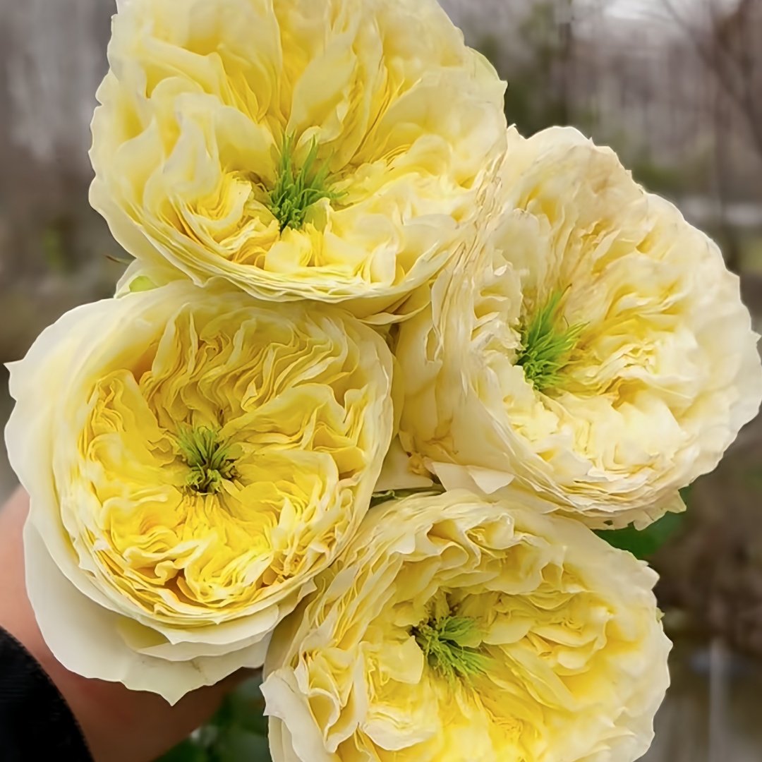 Solsbury Hill Rose Plant|索尔斯伯里山 image 0