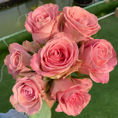 Hemosa Rose Plant|赫莫萨 image 0