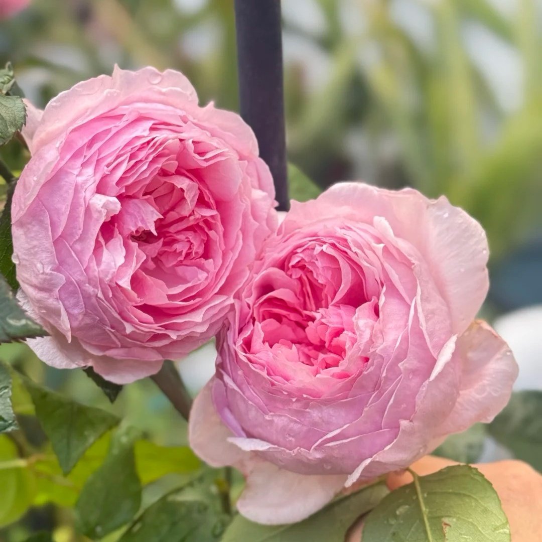 The Wedgwood Rose Plant|威基伍德/粉伍德 image 0