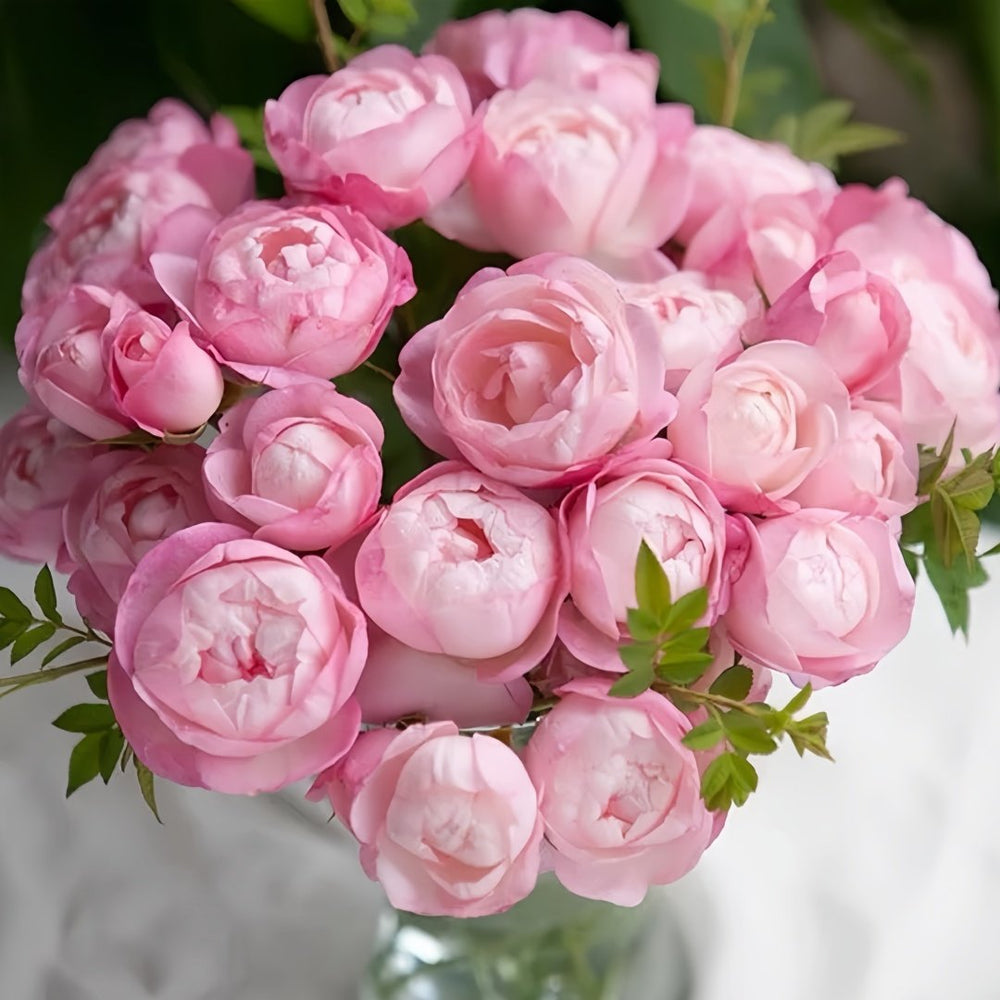 Strawberry Macaron Rose Plant｜草莓杏仁饼 image 5