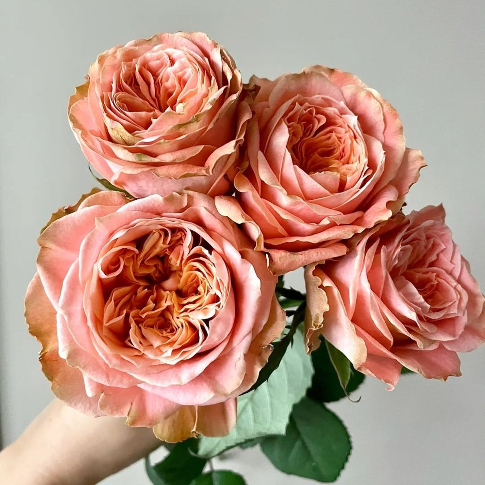 Peach Funky Rose Plant | 方可桃 image 5