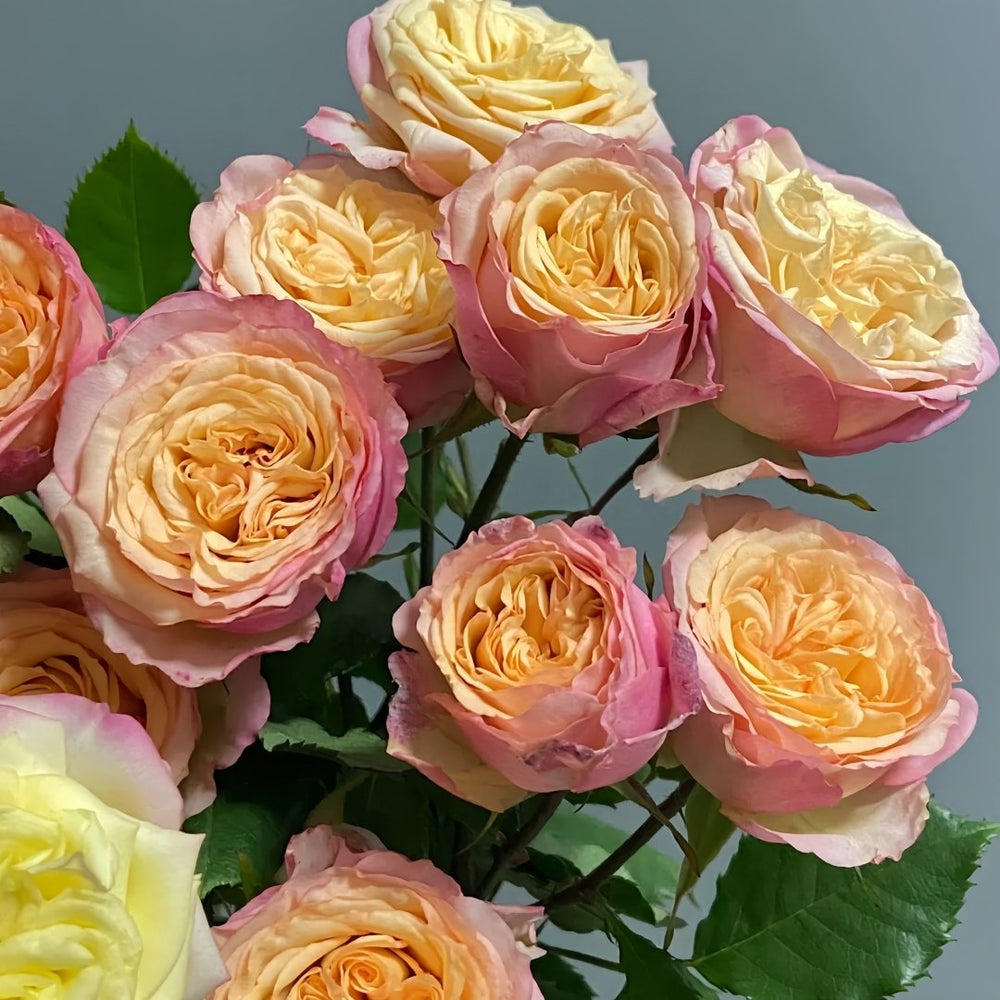 Yoga Trendsetter Rose Plant｜瑜伽潮流 image 8