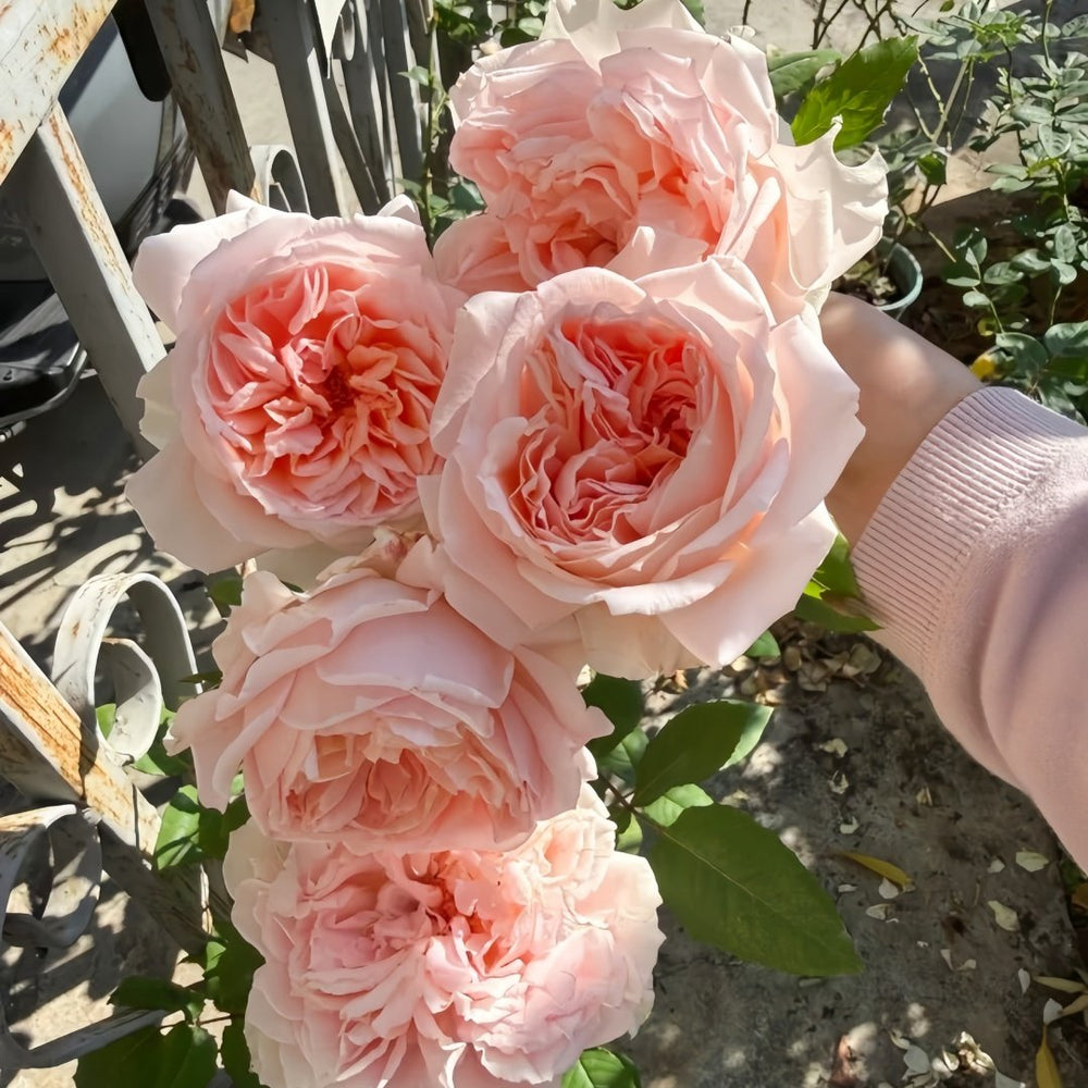 Flow Rose Plant｜涌流 image 7