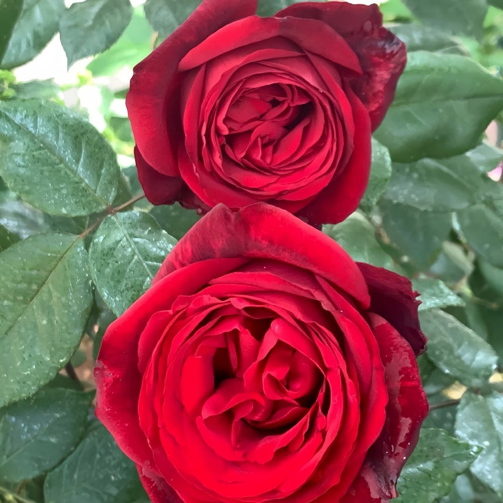 Admiral Rose Plant｜海军上将 image 4