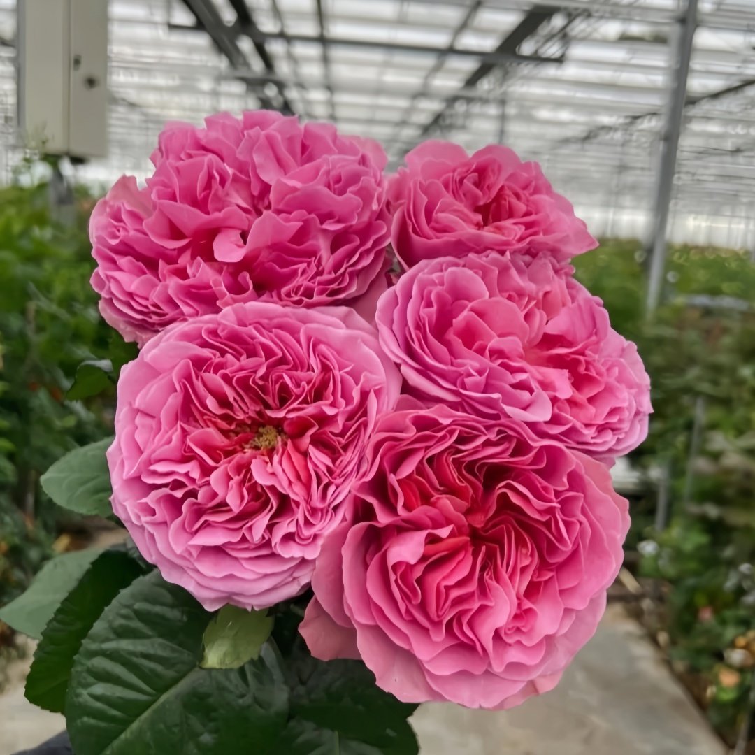 Villa Muze Rose Plant|穆兹别墅 image 1