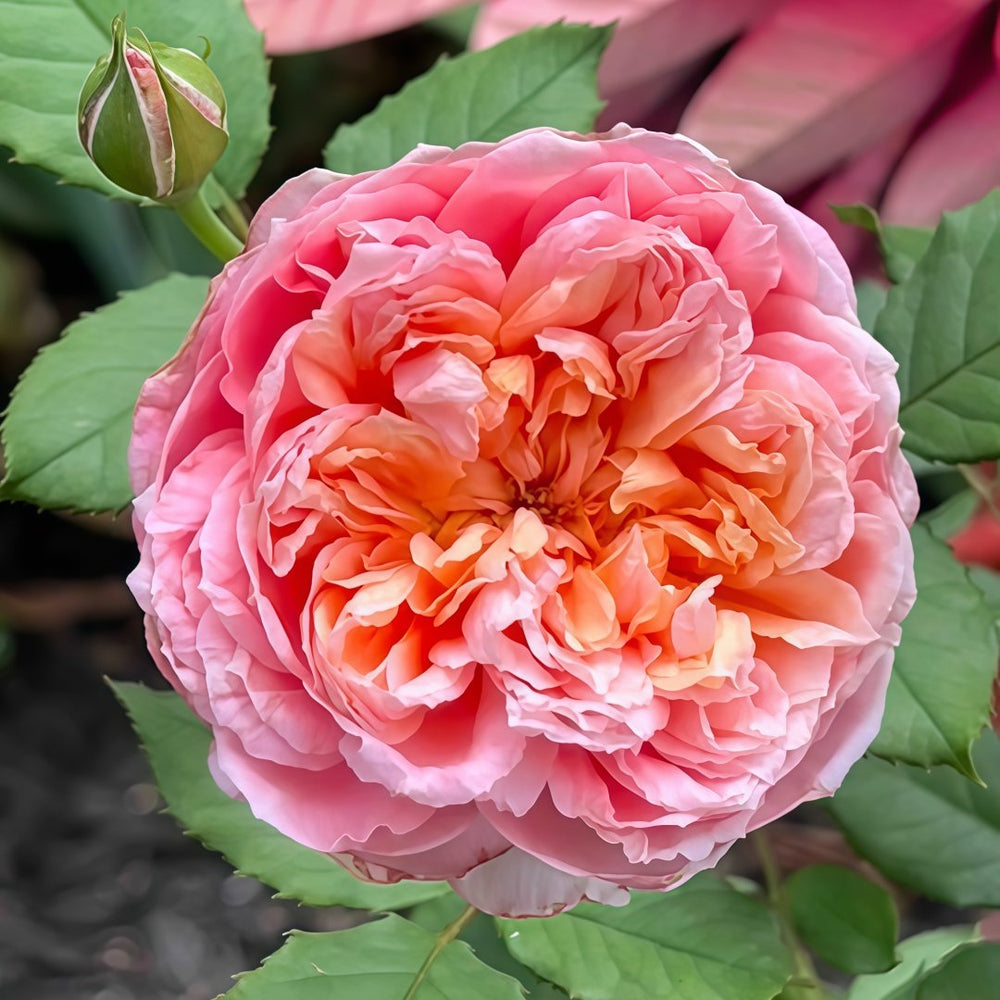 Taoran‌ Rose Plant|桃染 image 1