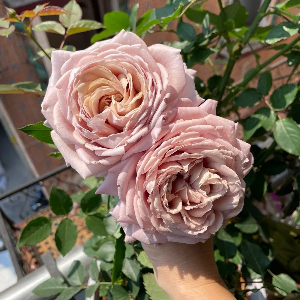 Charity Rose Plant | 慈善 image 1