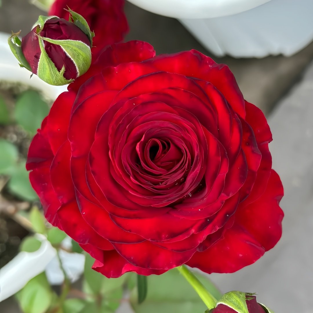 Black Pearl Rose Plant|黑珍珠 image 5