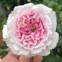 Kírkē Rose Plant｜瑟西 image 0