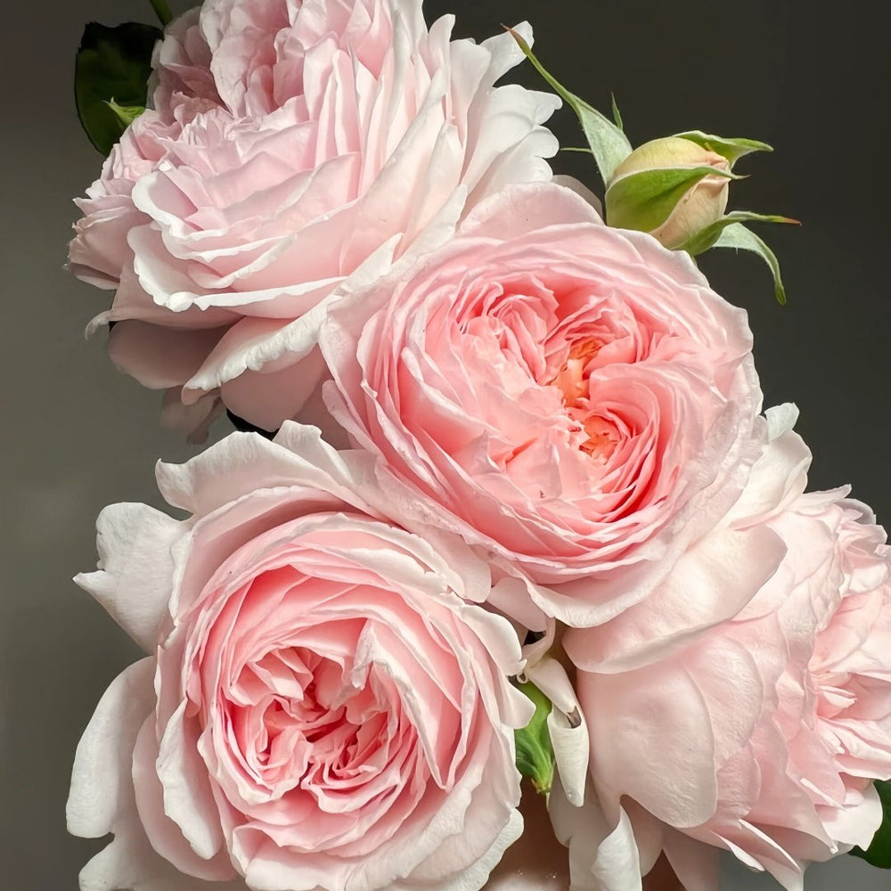 Yanzi Rose Plant|妍姿 image 7