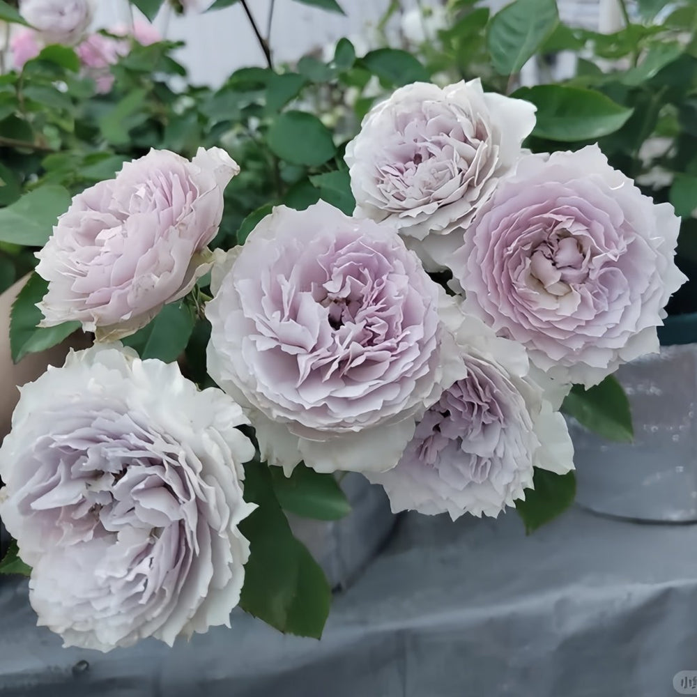 Floating Moon Rose Plant|浮月 image 8