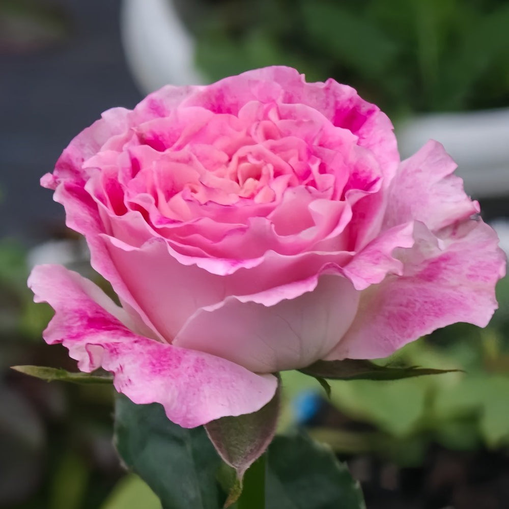 Piccadilly Circus Rose Plant｜皮卡迪利广场 image 5
