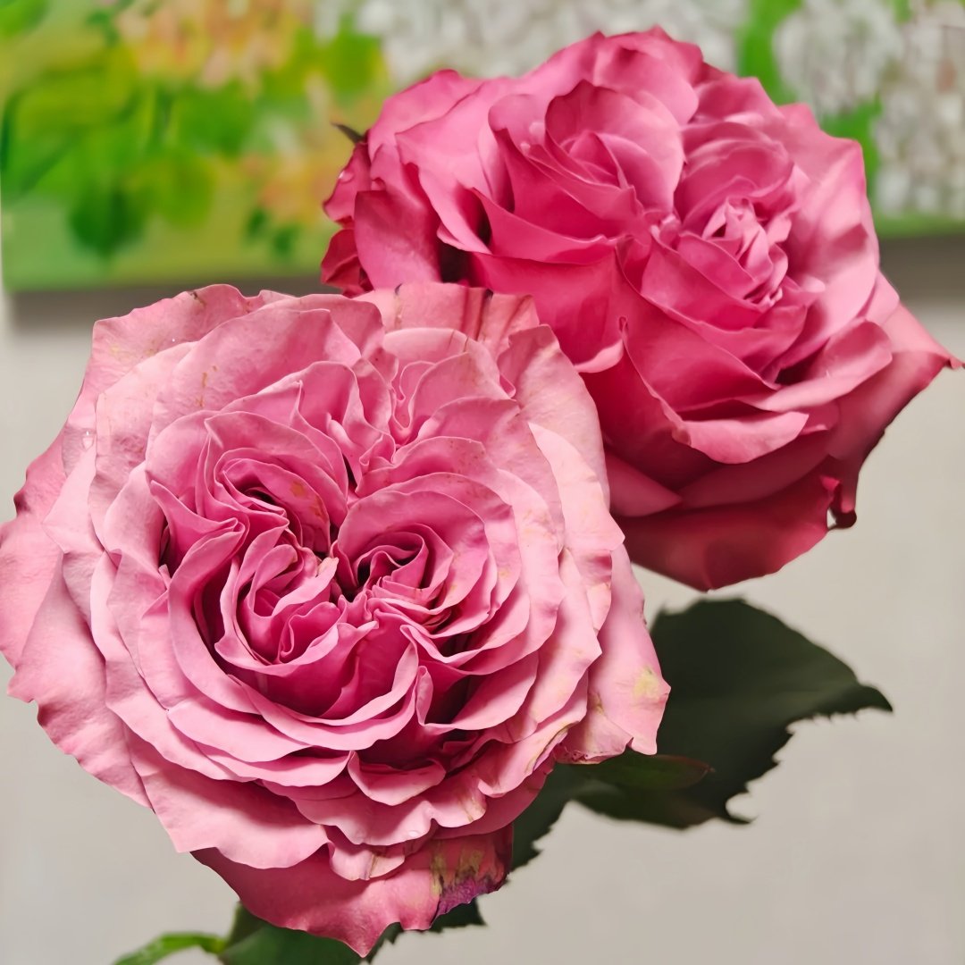Country Blues Rose Plant|乡村蓝调 image 5