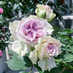 Silver Rain Rose Plant|银雨 image 2