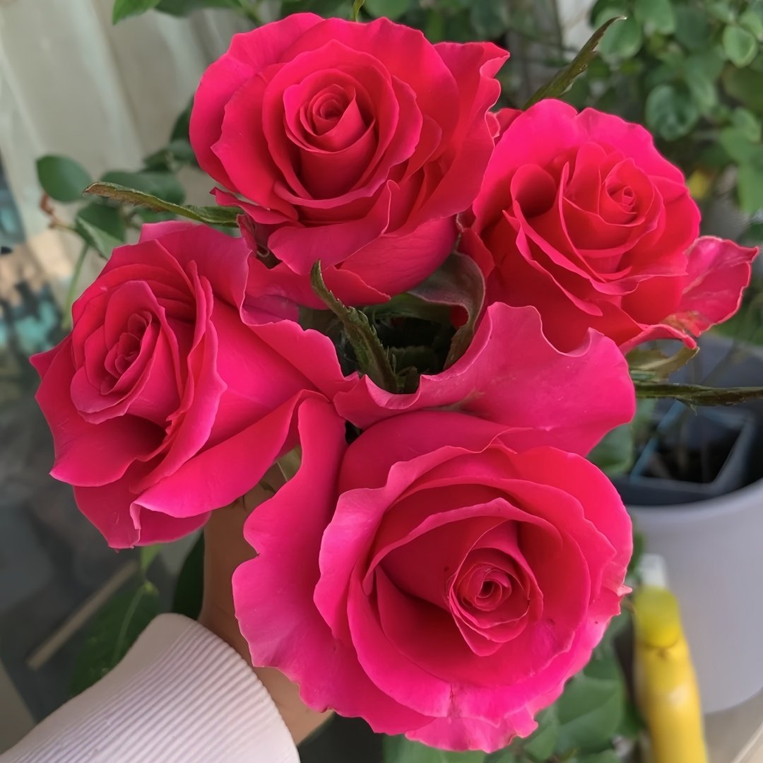 Gotcha Rose Plant|高盛/高胜 image 3
