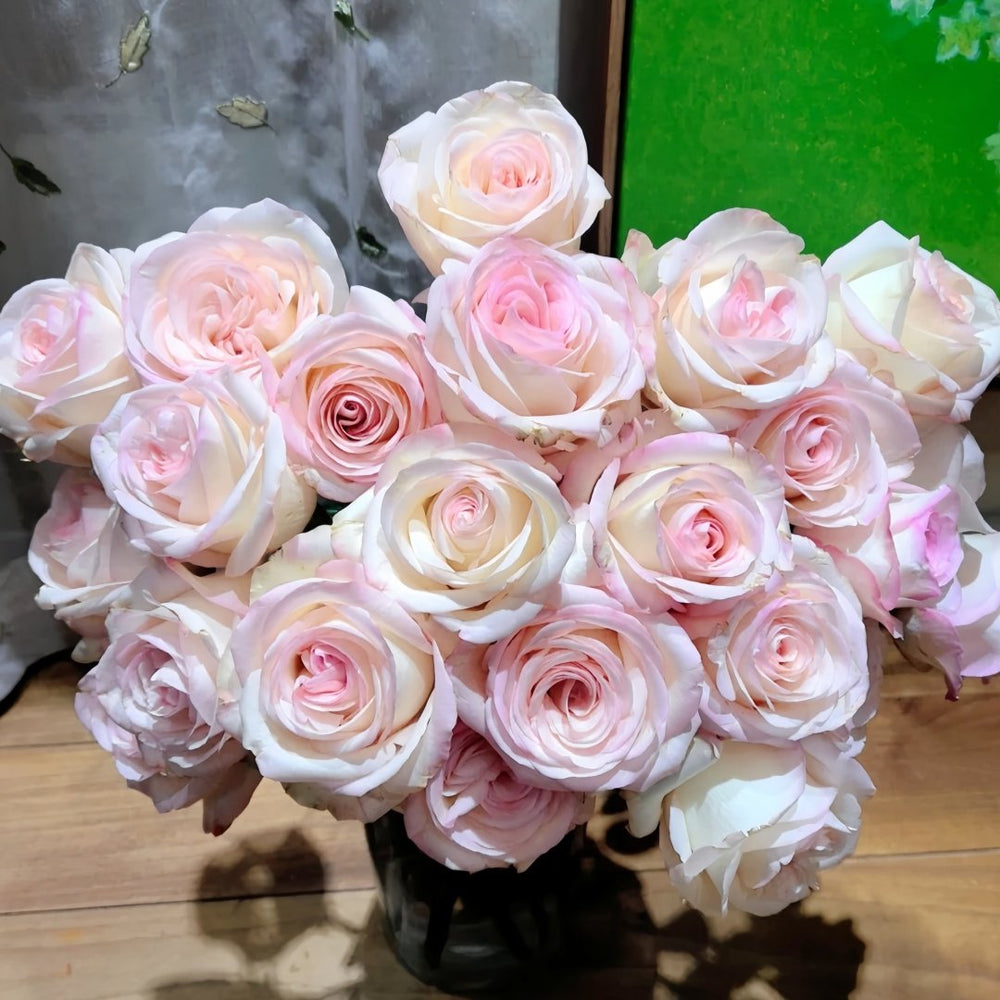 White Peach Gyokuro Rose Plant | 玉露白桃 image 8