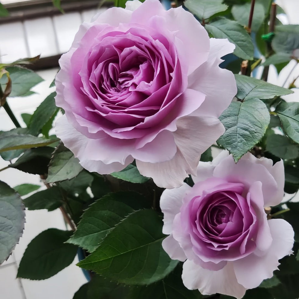 Lilas Rose Plant｜丽拉玫瑰 image 5