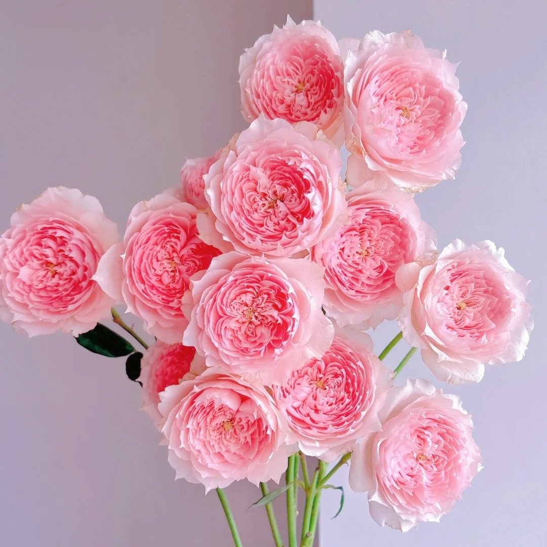 Monique Darve Rose Plant | 莫妮卡戴维 image 9