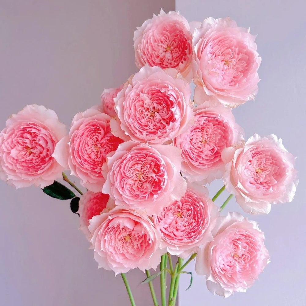 Monique Darve Rose Plant | 莫妮卡戴维 image 9