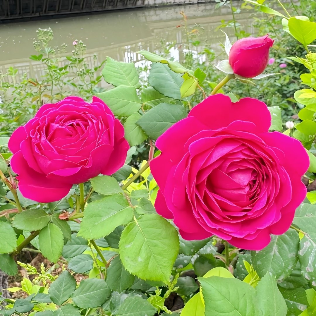 Cybelle Rose Plant｜熹蓓儿 image 9