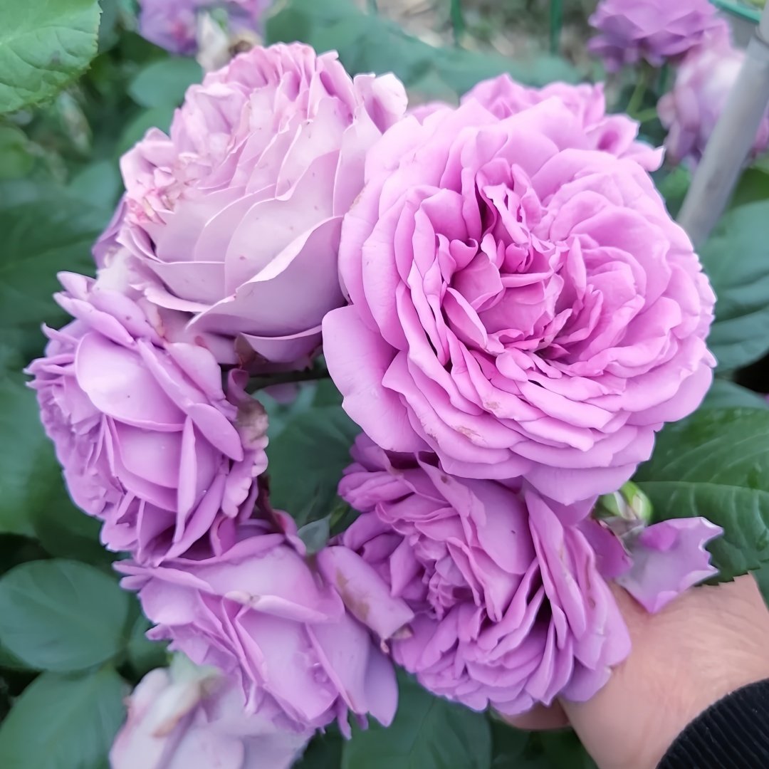 Kinda Blue Rose Plant｜微蓝 image 4