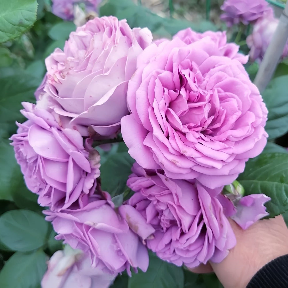 Kinda Blue Rose Plant｜微蓝 image 4