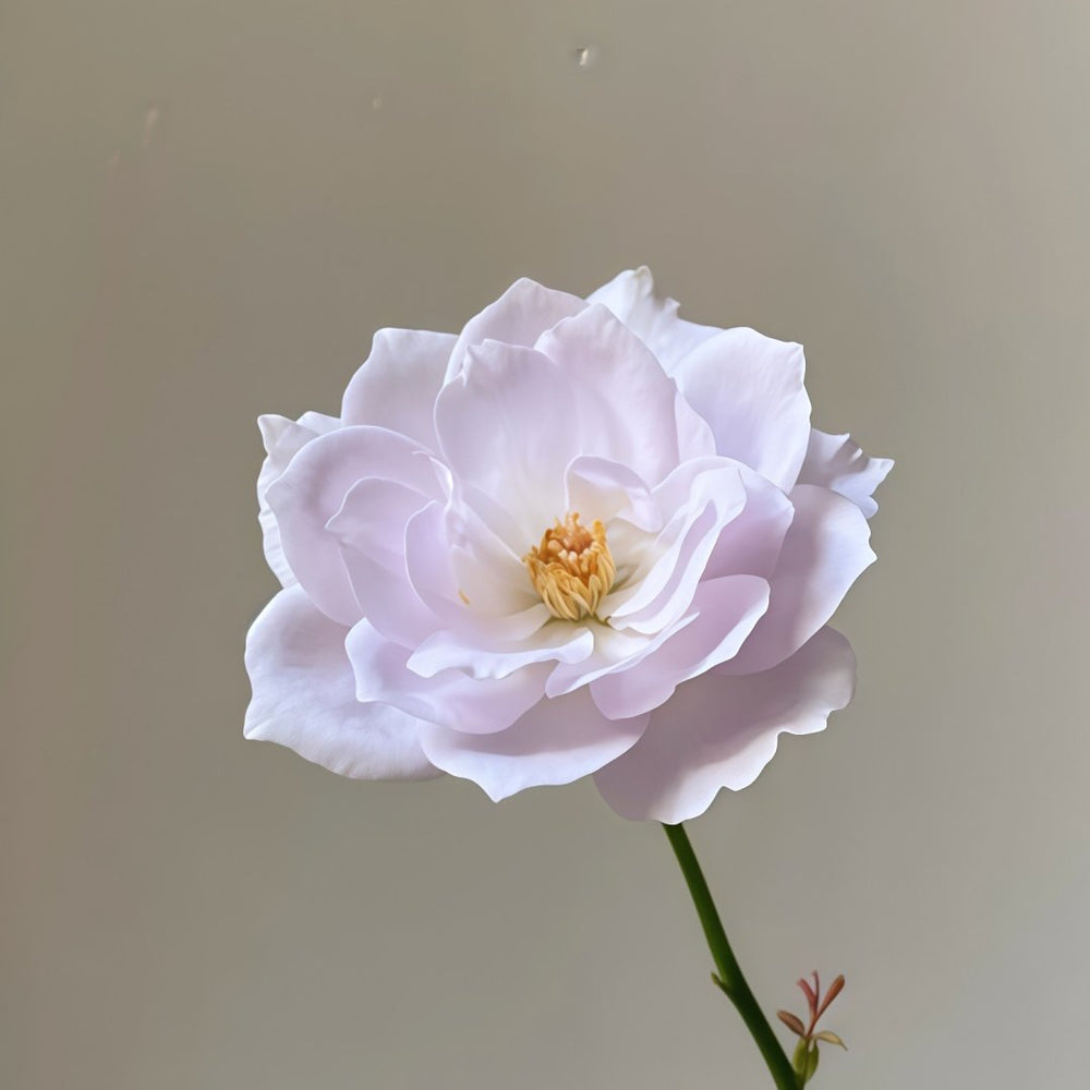 Lapis Lazuli Rose Plant｜青金石 image 2