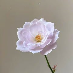 Lapis Lazuli Rose Plant｜青金石 image 2