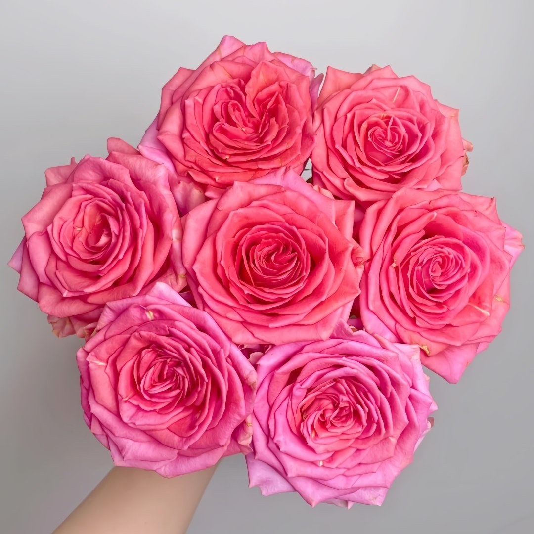 Grande Dame Rose Plant|贵妇人 image 0
