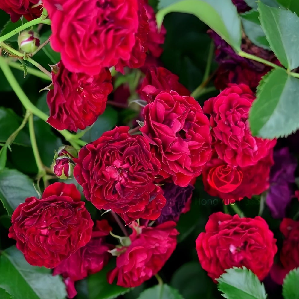 Crimson Siluetta Rose Plant|猩红剪影 image 0