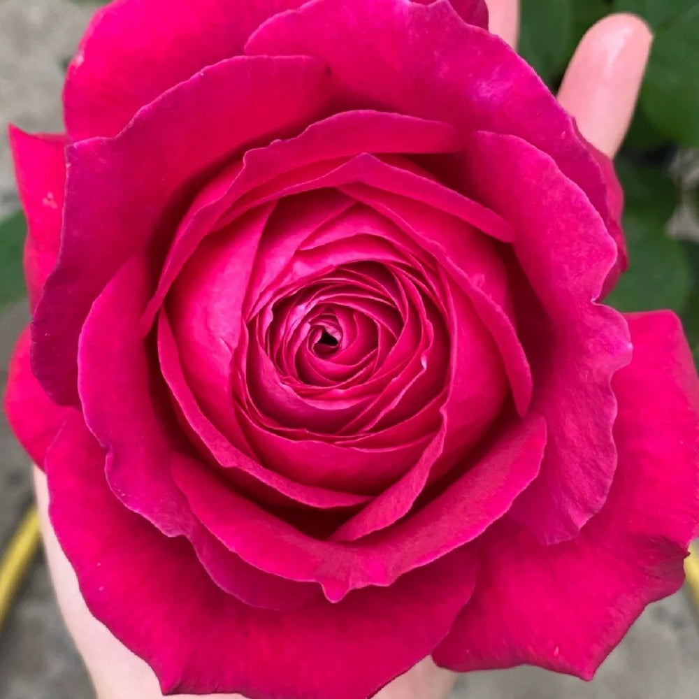 Janice kellogg Rose Plant|詹尼斯·凯洛格 image 8
