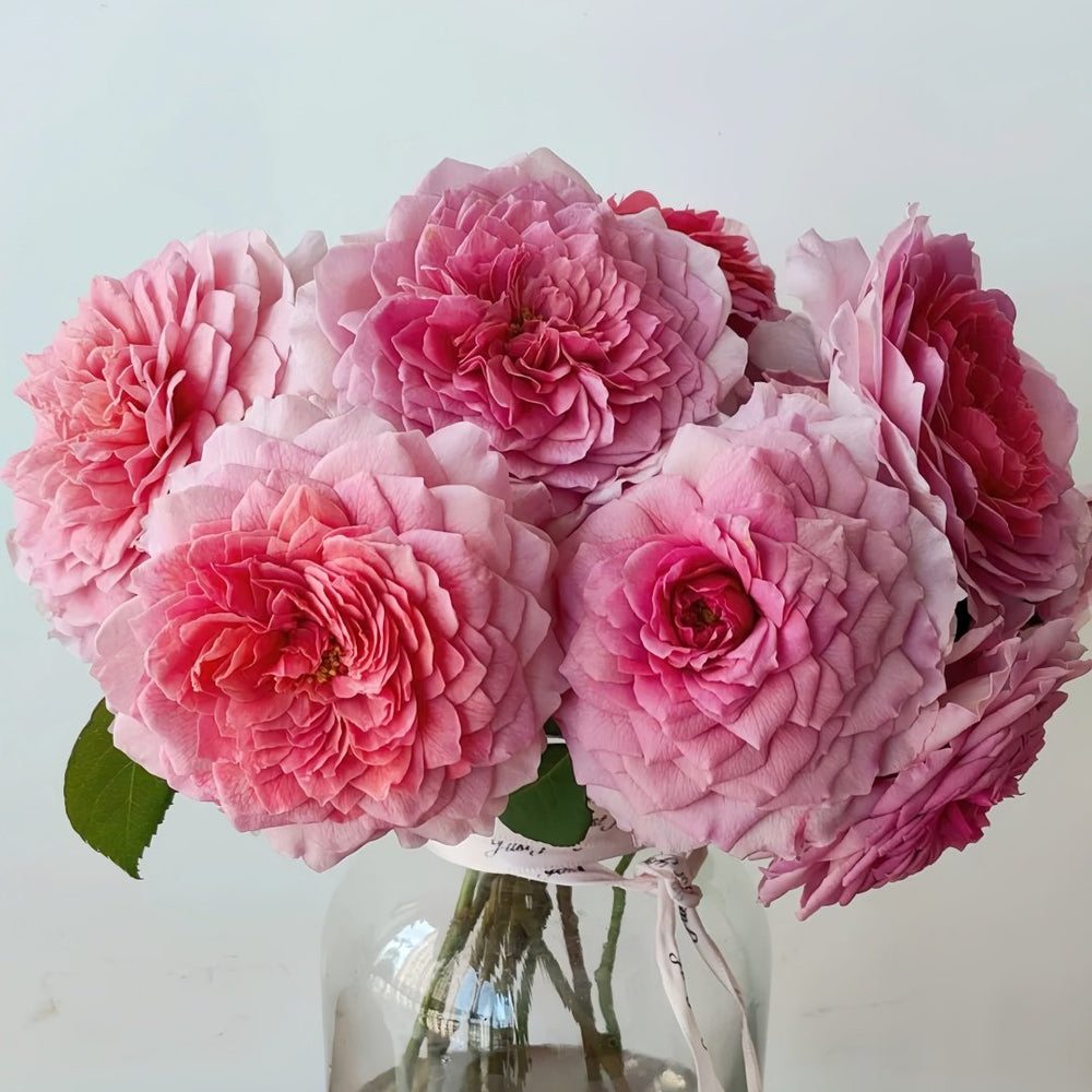 Eisvogel Rose Plant | 翠鸟 image 4