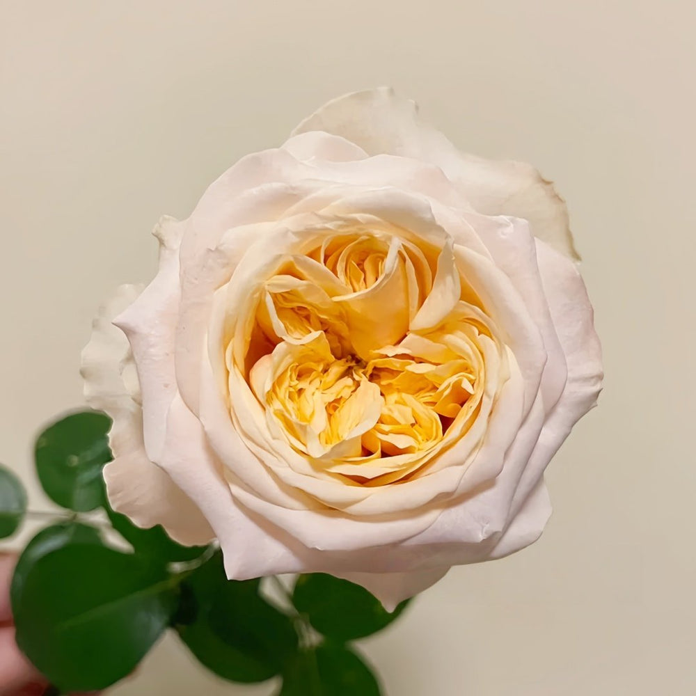 Victorian Peach Rose Plant|维多利亚蜜桃 image 2