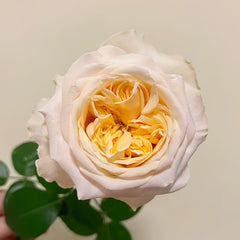 Victorian Peach Rose Plant|维多利亚蜜桃 image 2