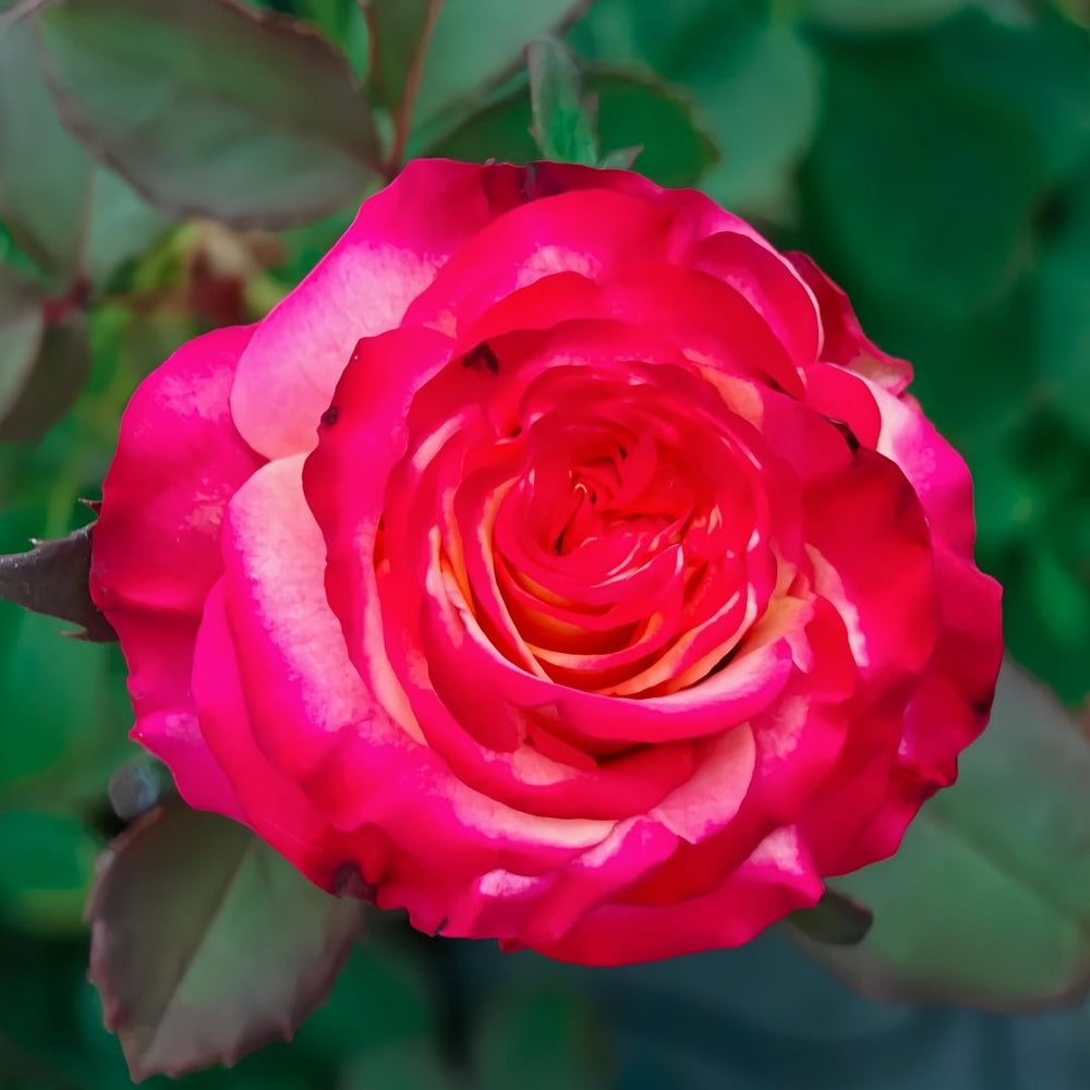 Memphis Rose Plant|梦菲斯 image 8
