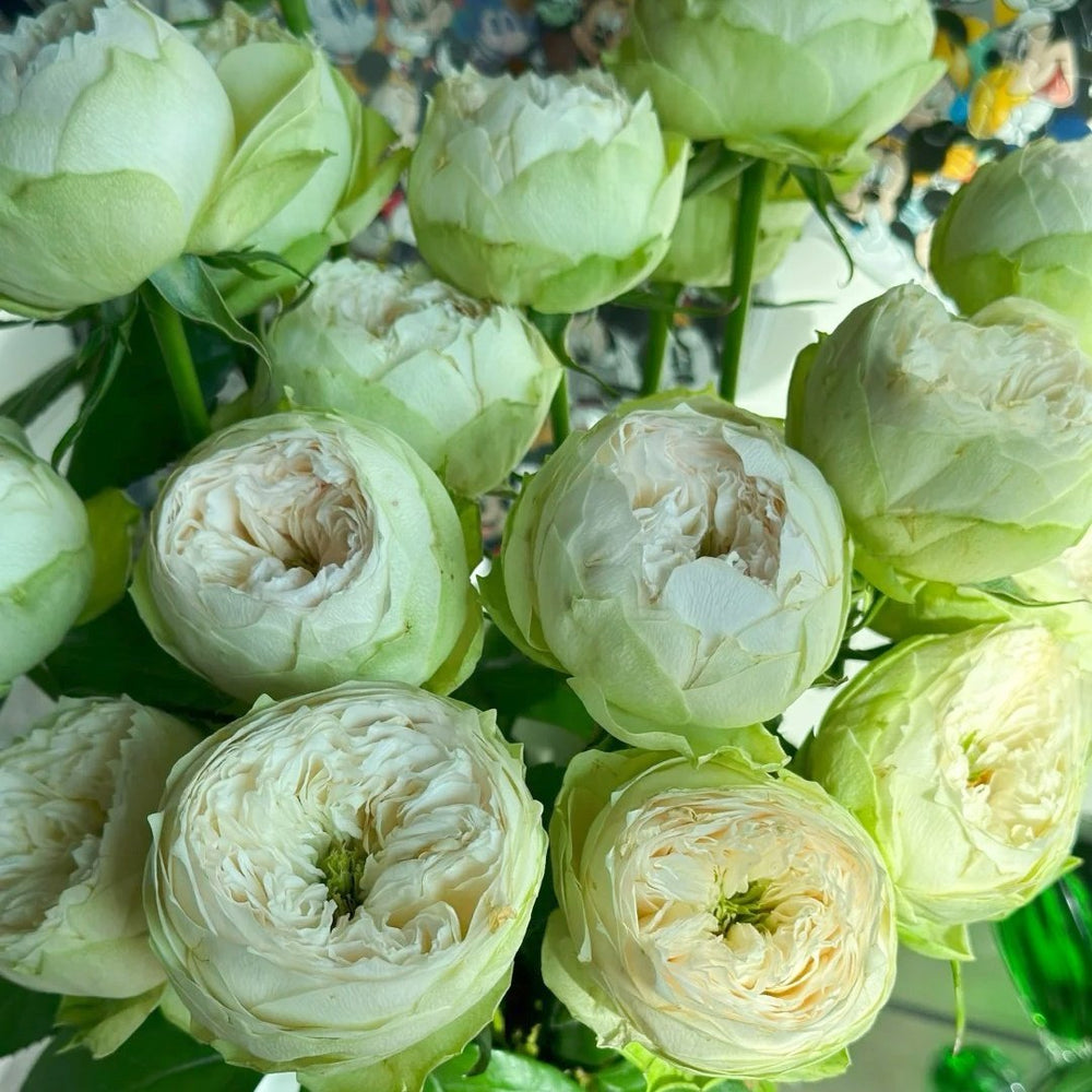Whitby Abbey Rose Plant|惠特比修道院 image 8