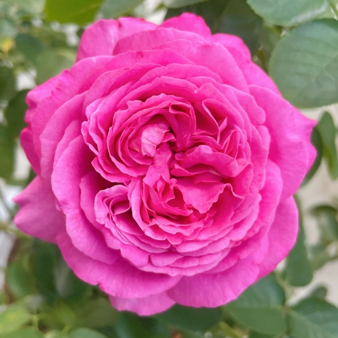 Yves Piaget Rose Plant|伊芙伯爵 image 1