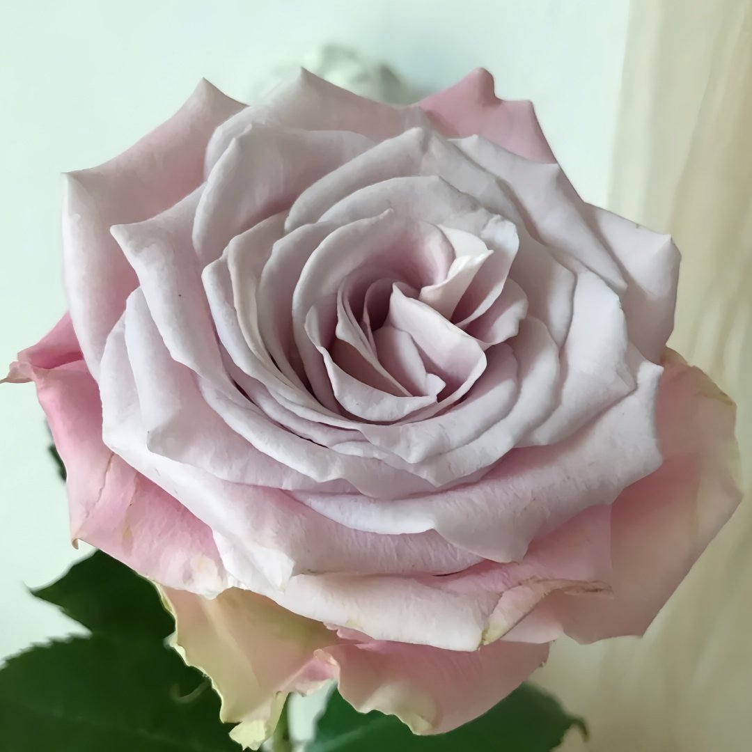 Faith Rose Plant｜信仰 image 3