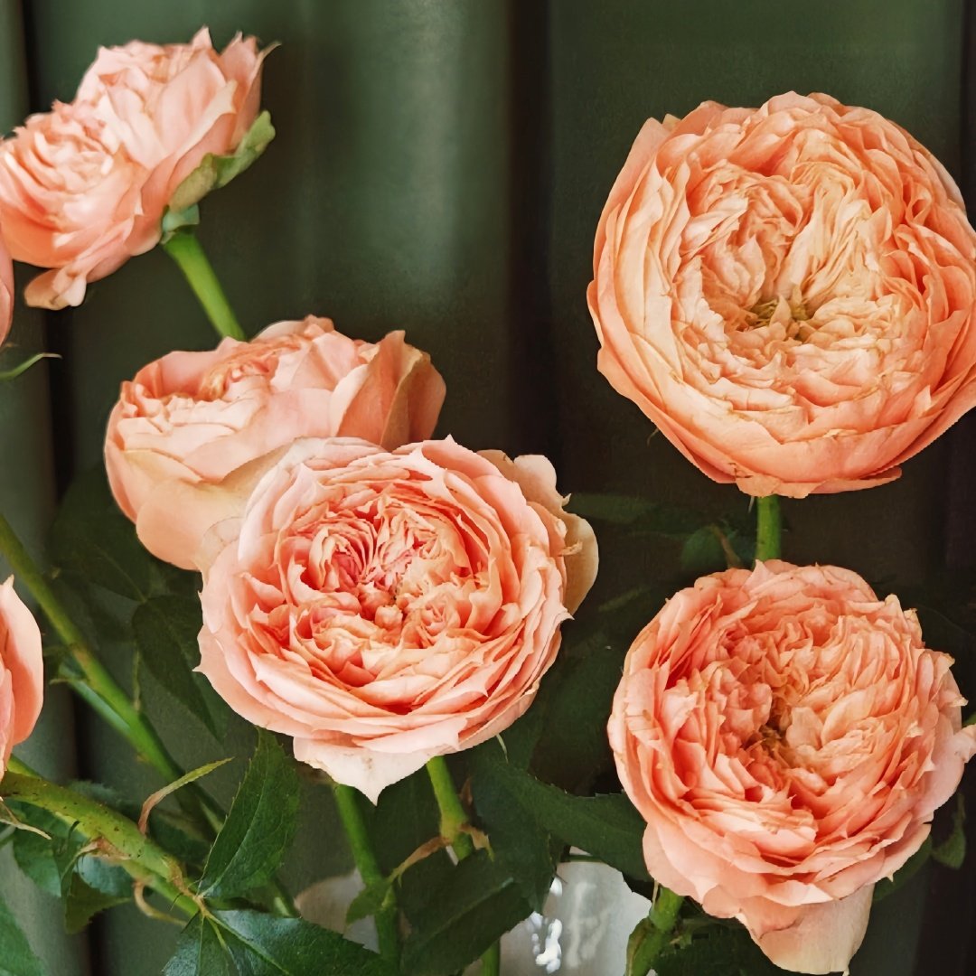 Sweet Harper Rose Plant | 甜蜜哈珀 image 6