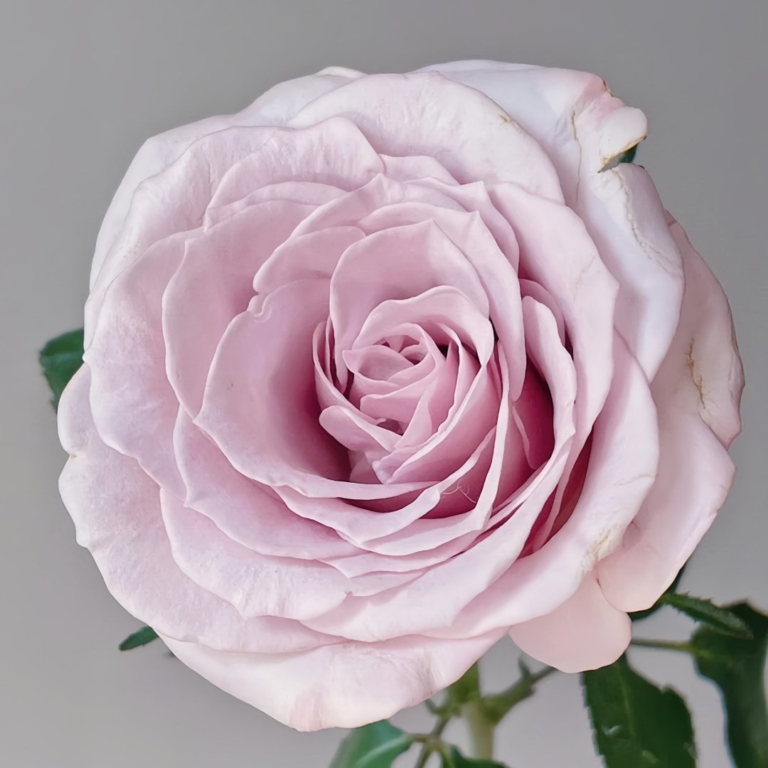 Cosette Rose Plant | 柯赛特 image 3