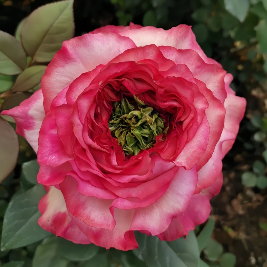 Country Spirit House Rose Plant ｜乡村雅舍 image 4